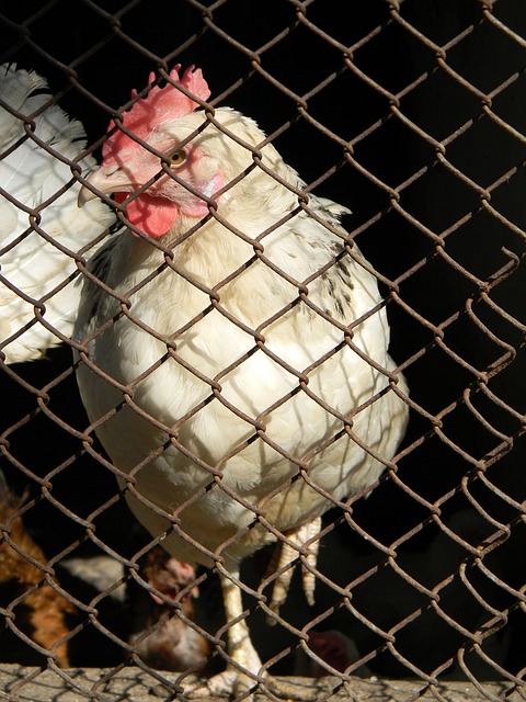 埃弗顿的年 埃弗顿的年